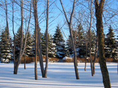 Trees nature winter landscape