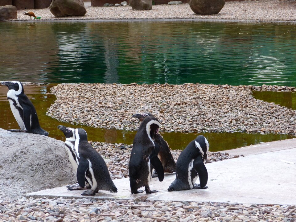 Nature animal catwalk
