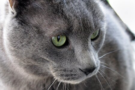 Large gray rescue