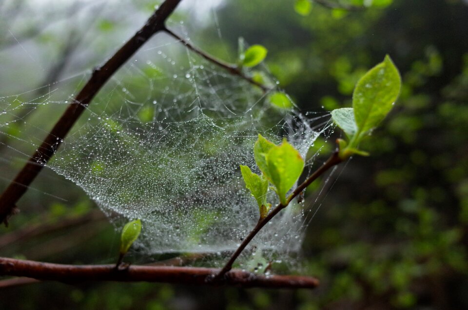 A spider's web green leaf the leaves