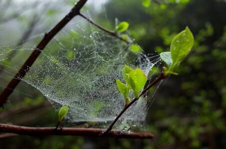 A spider's web green leaf the leaves photo