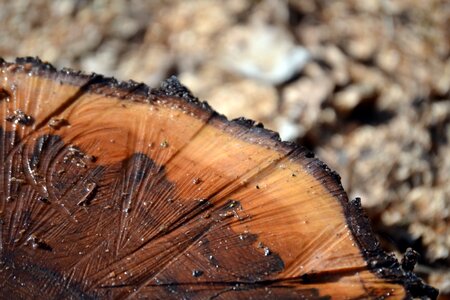 Spring brown