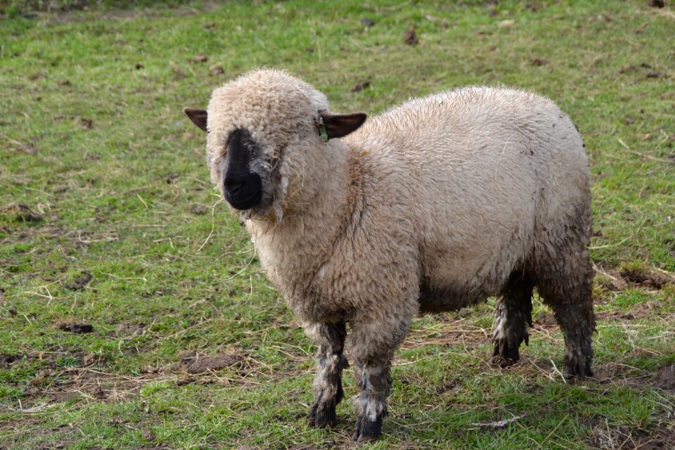 Nature agriculture animal world