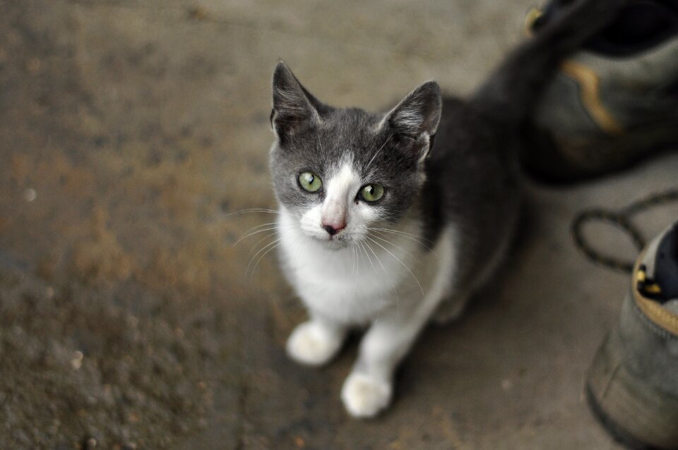 Animal pets domestic cat