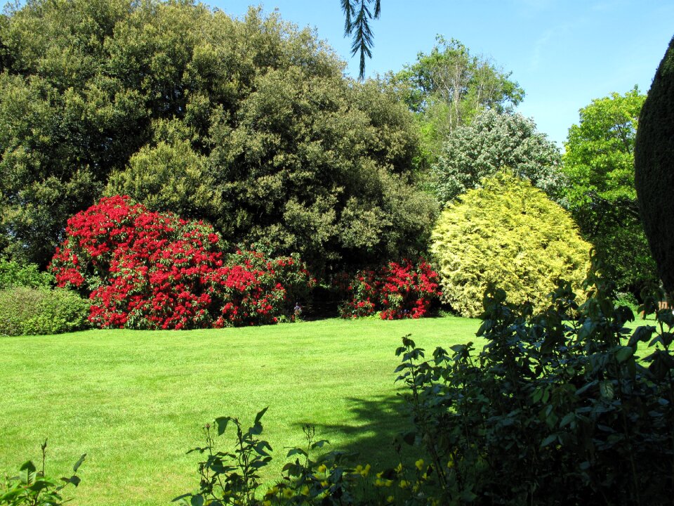 Park grass lawn
