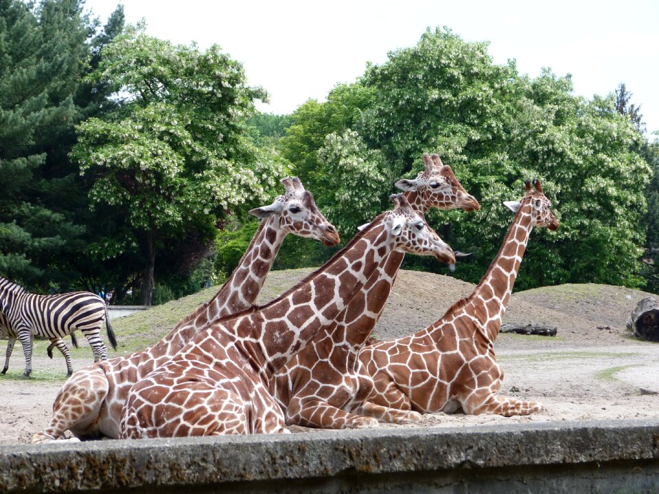 Mammal animal zoological garden