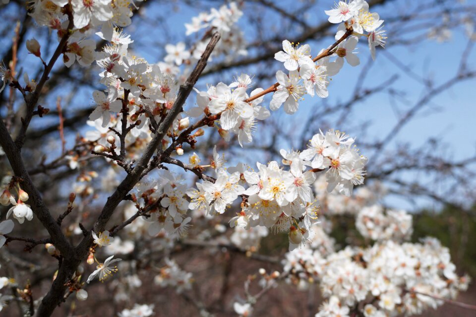 Spring nature bloom