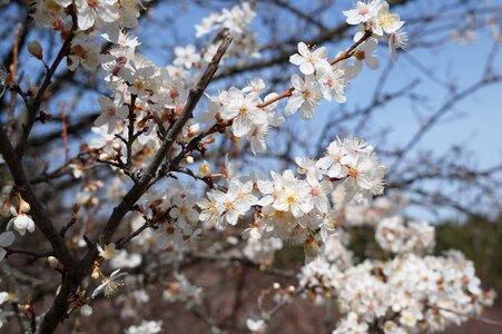 Spring nature bloom