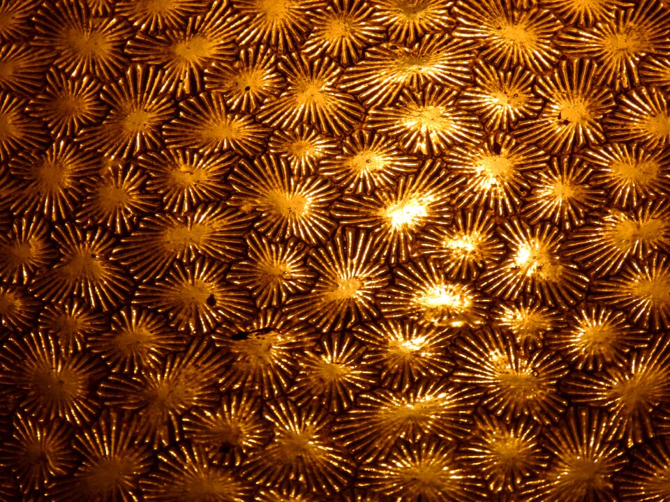 Texture translucent light