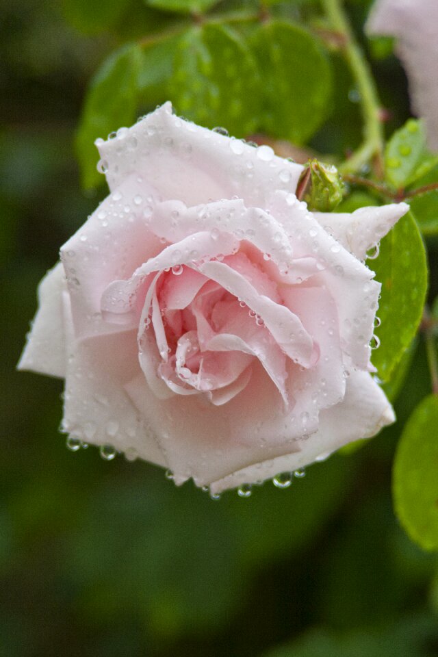 Drops water pink rose
