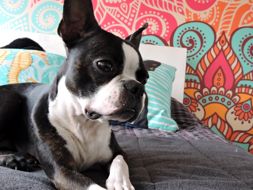 Dog bostonterrier pet