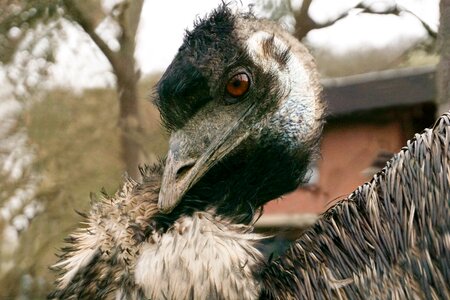 Animal bill flightless bird