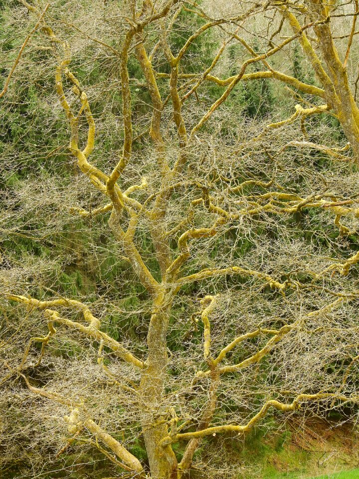 Nature deco scrawny tree