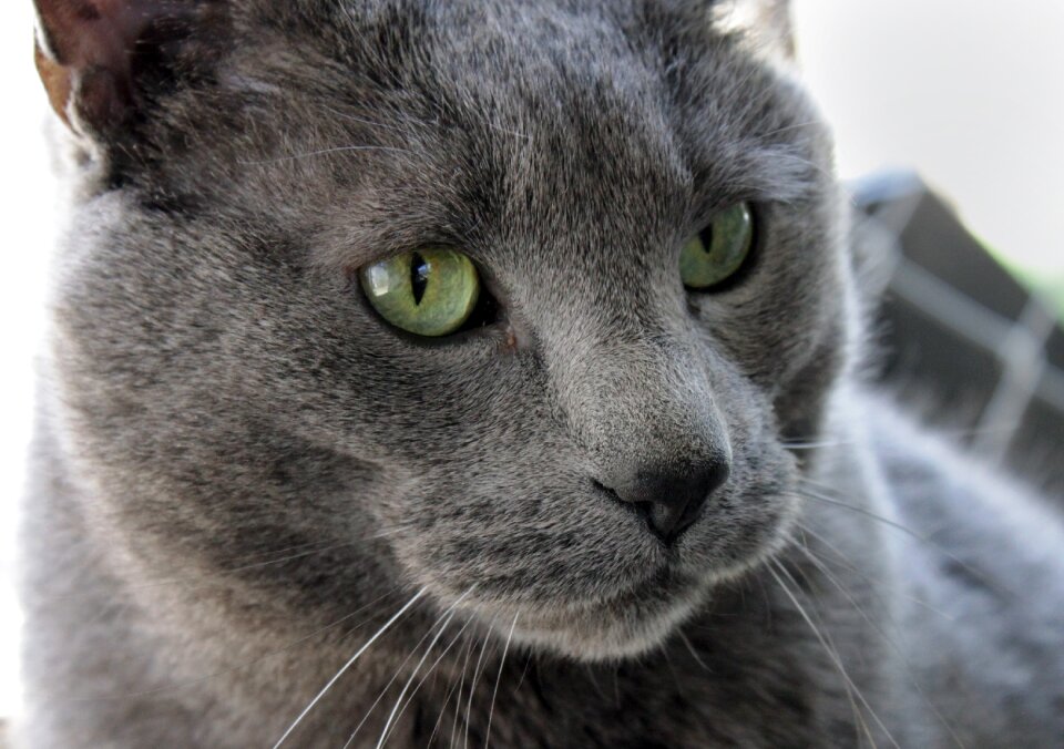 Large gray rescue