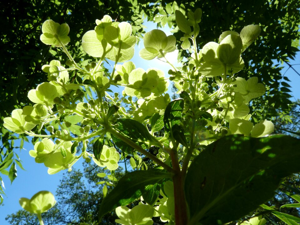 Flowers green against the light