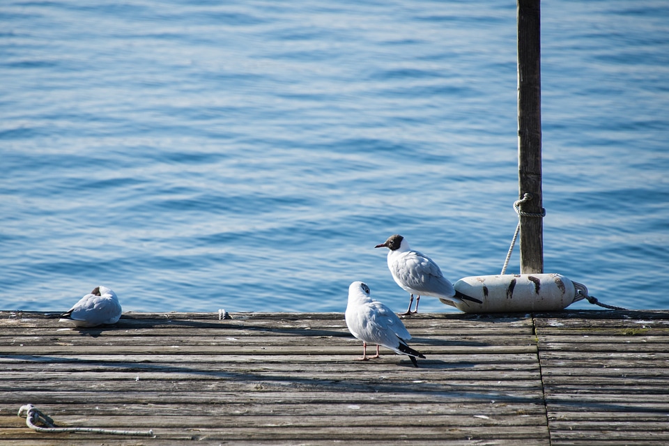 Animal lake constance water