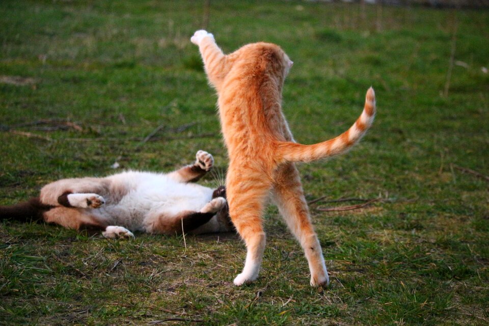 Play siamese cat siamese