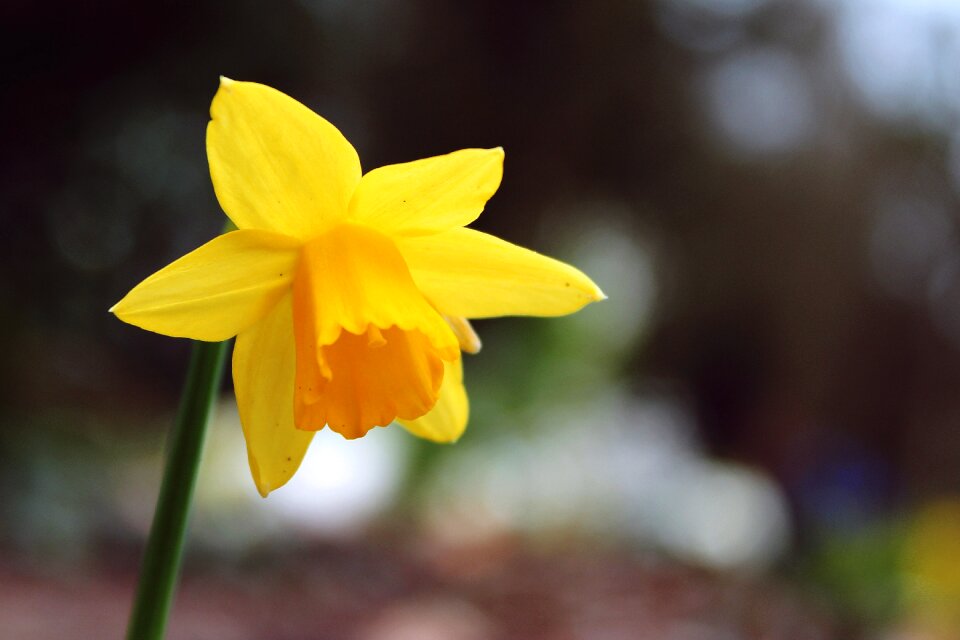 Spring narcissus blossom photo