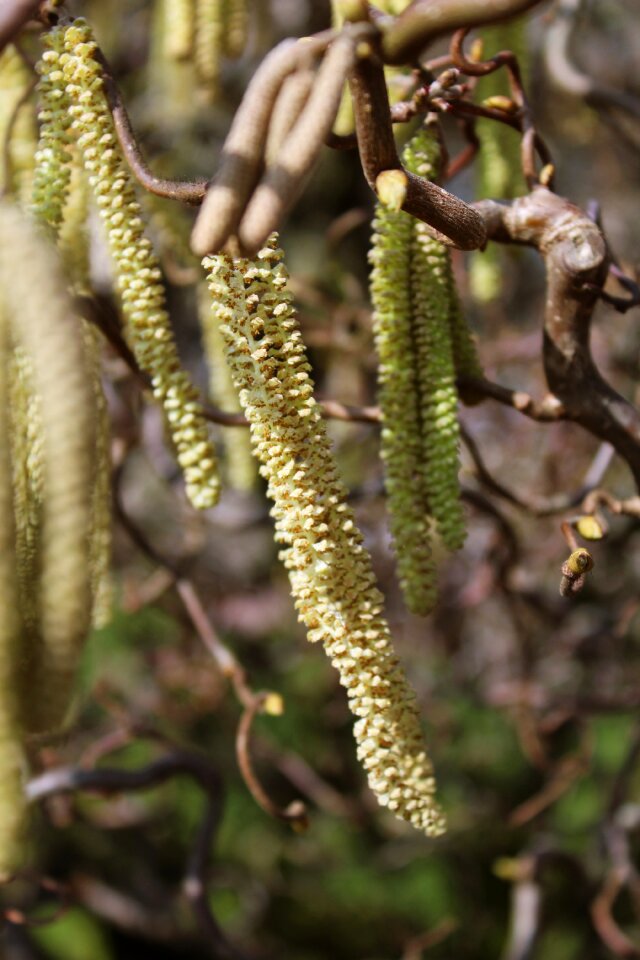 Frühlingsanfang spring close up