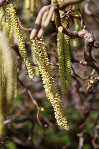 Frühlingsanfang spring close up photo