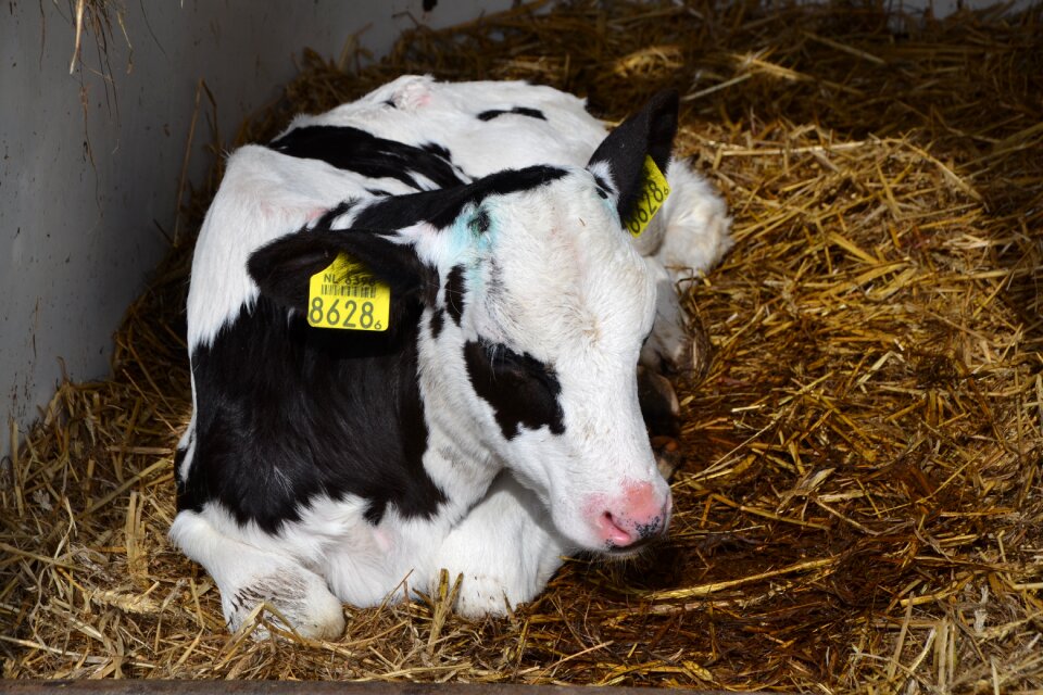 Agriculture stall calf