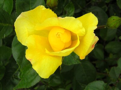 Beautiful flower rose yellow rose