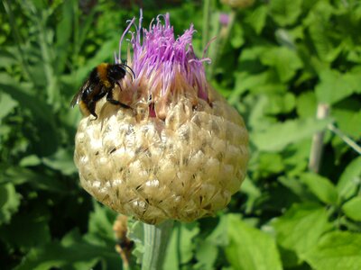 Insect bumblebee