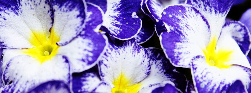 Spring violet violaceae photo