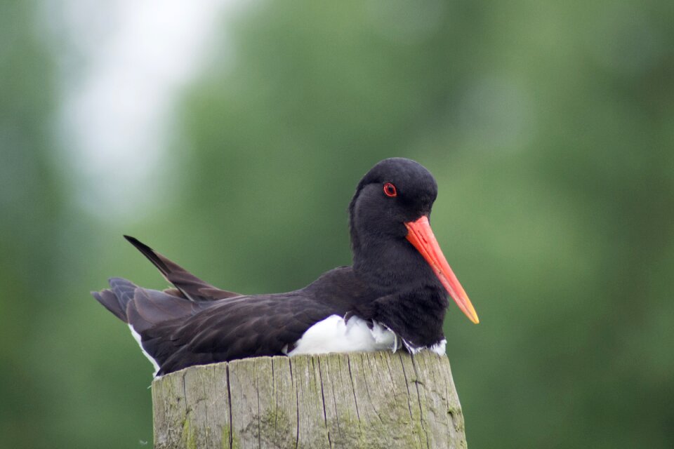 Wildlife britain ornithology