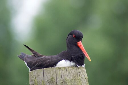 Wildlife britain ornithology