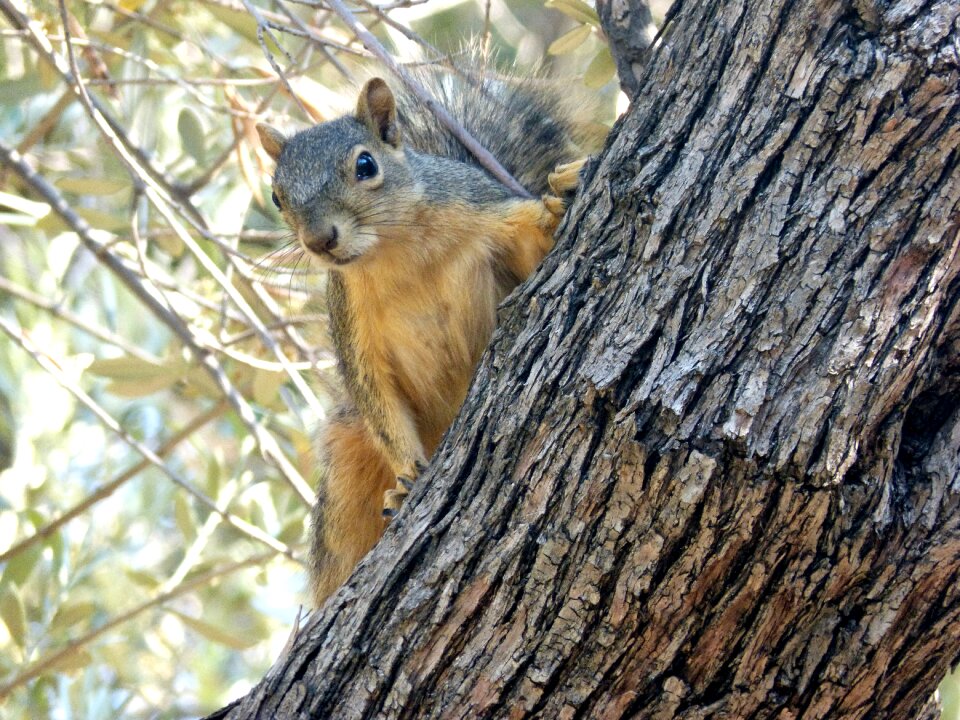Wildlife creature