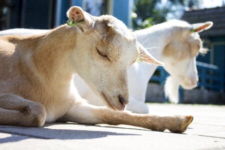 Mammal animals mischievous goat photo