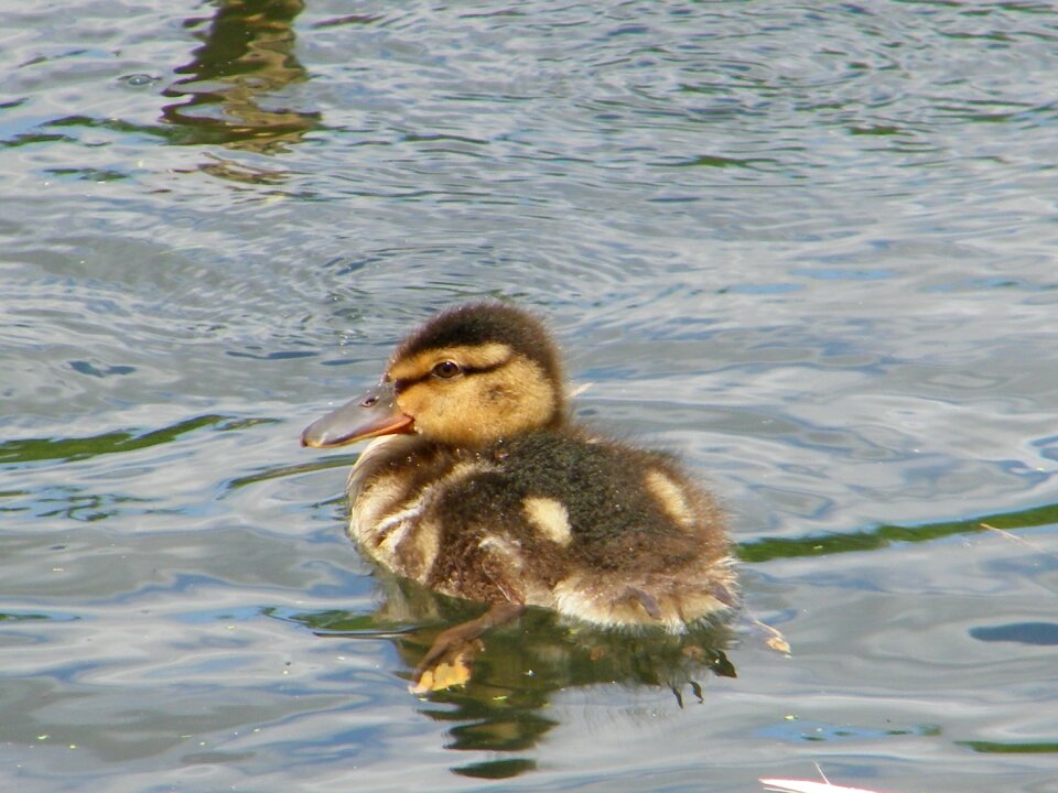 Duckling pond water
