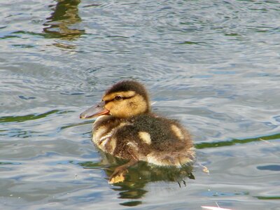 Duckling pond water photo