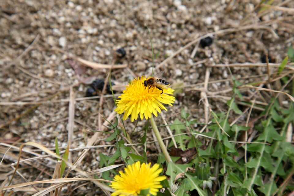 Spring nature plants
