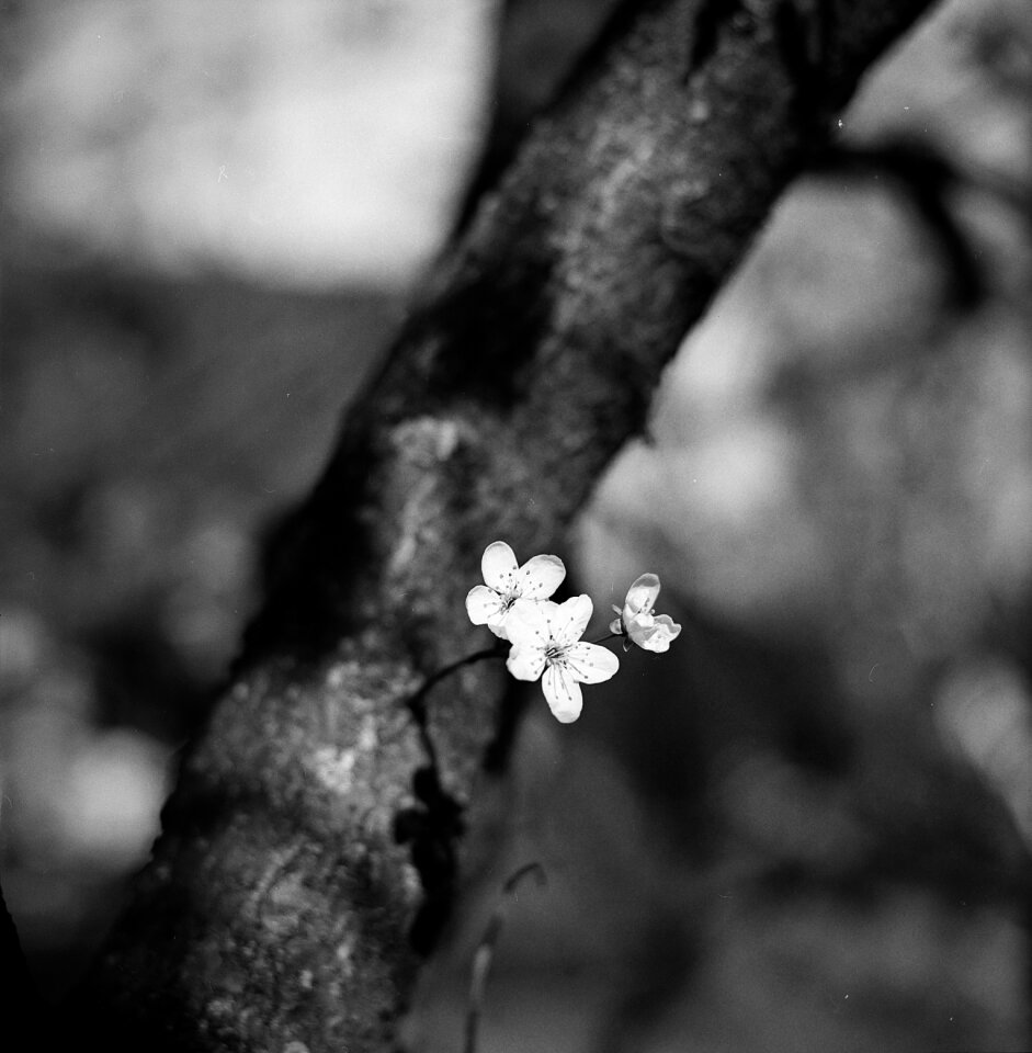 Light black blackwhite