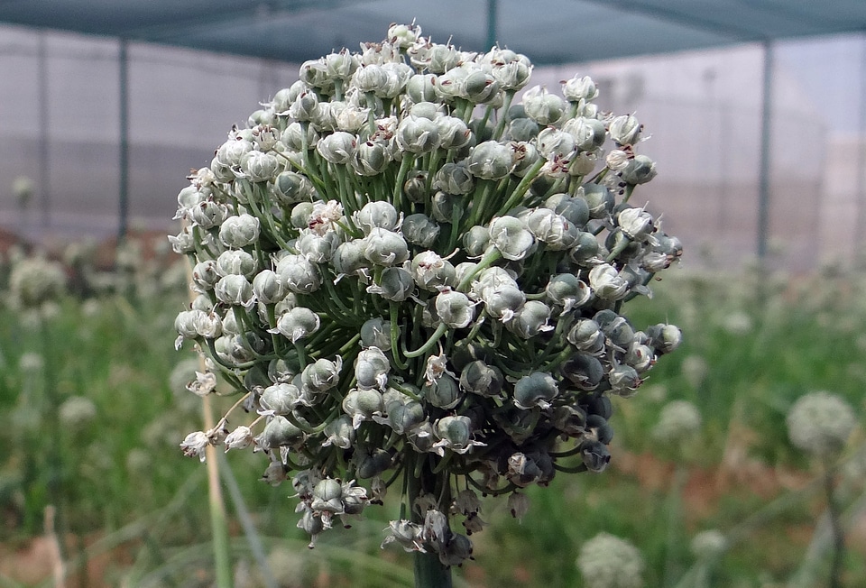 Seed raising greenhouse onion