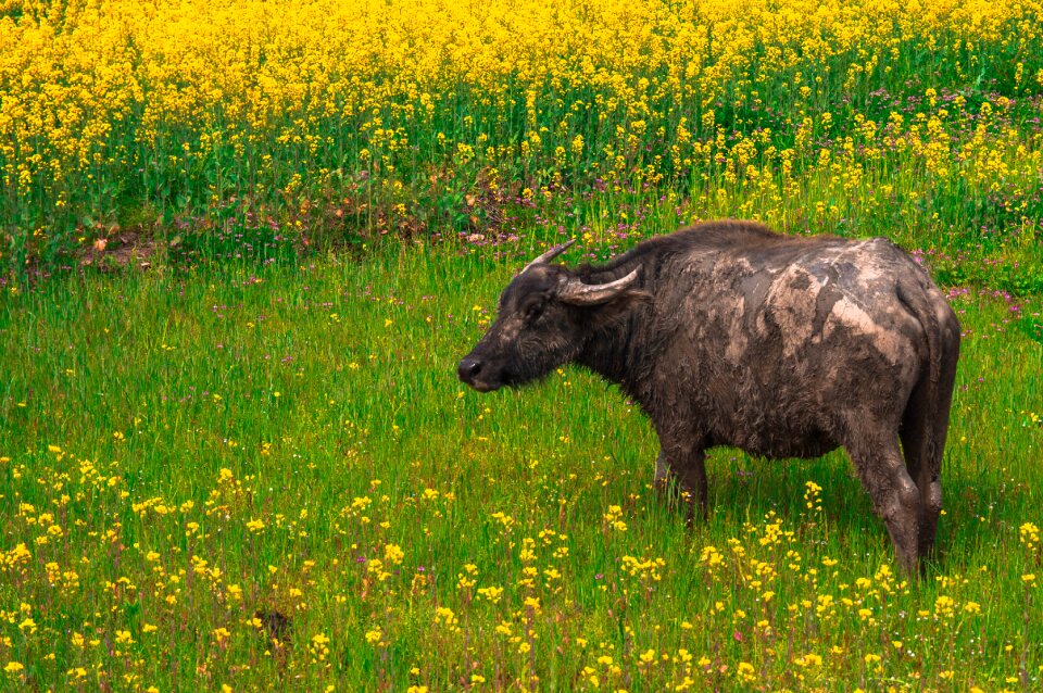 Agriculture flower