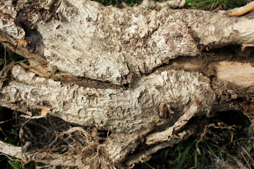 Nature old wood wooden