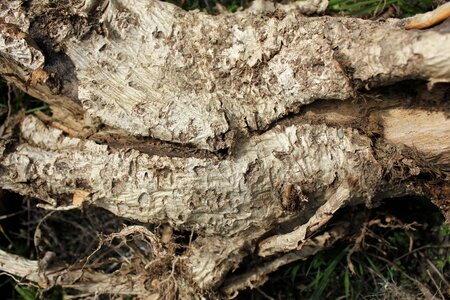 Nature old wood wooden