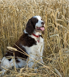 Springer springer spaniel wheat field