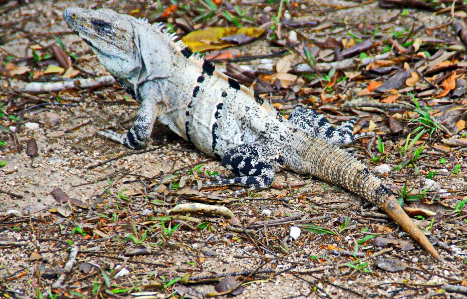 Dinosaur mimicry animal