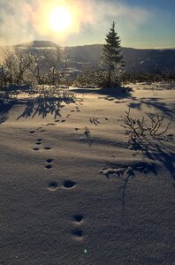 Winter snow swedish mountains