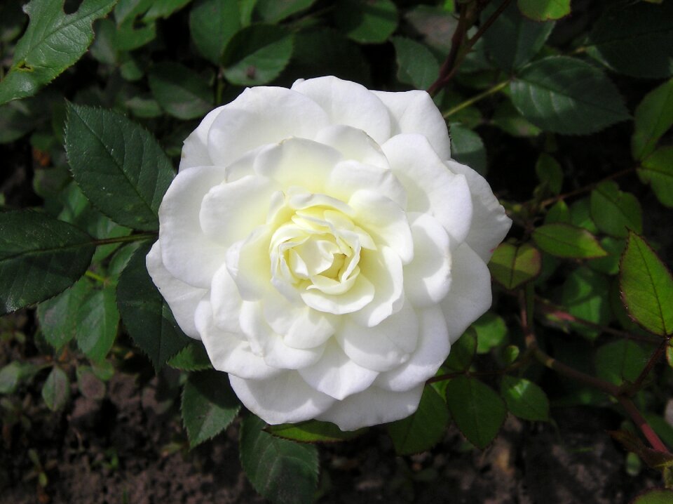 White rose rose petals