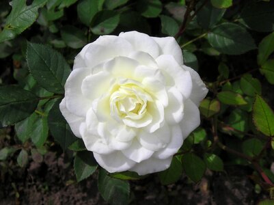 White rose rose petals photo