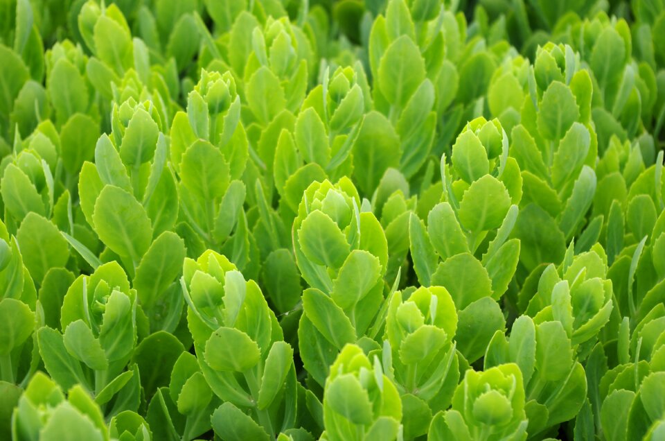 Green natural fresh