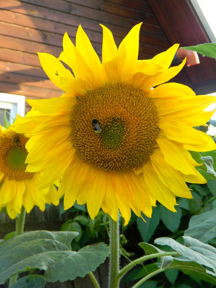 Flowers sunflower yellow