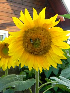 Flowers sunflower yellow