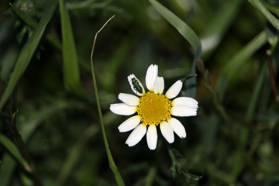 Spring flower insect