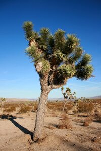 Park nature joshua tree national park